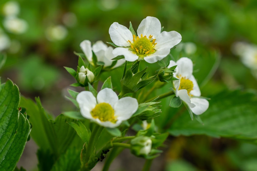 Bacopa Monnieri Extract